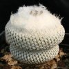 Epithelantha_bockei_cephalium